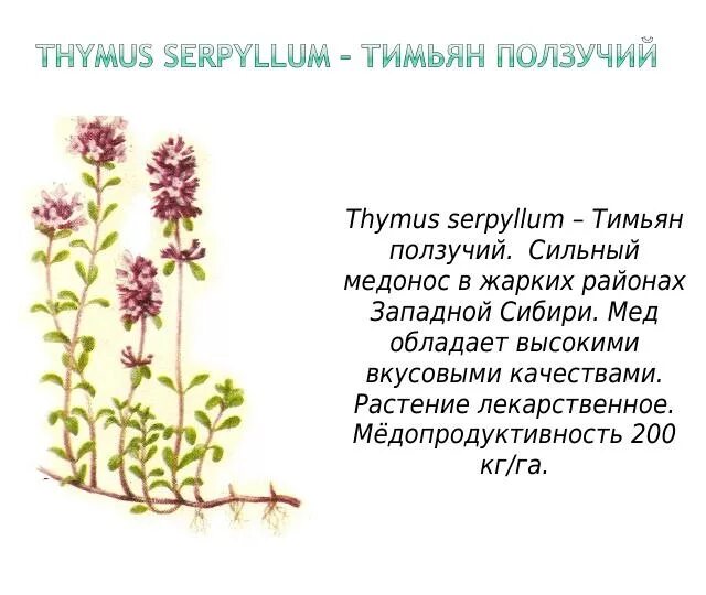 Богородская трава польза CoffMachines.ru