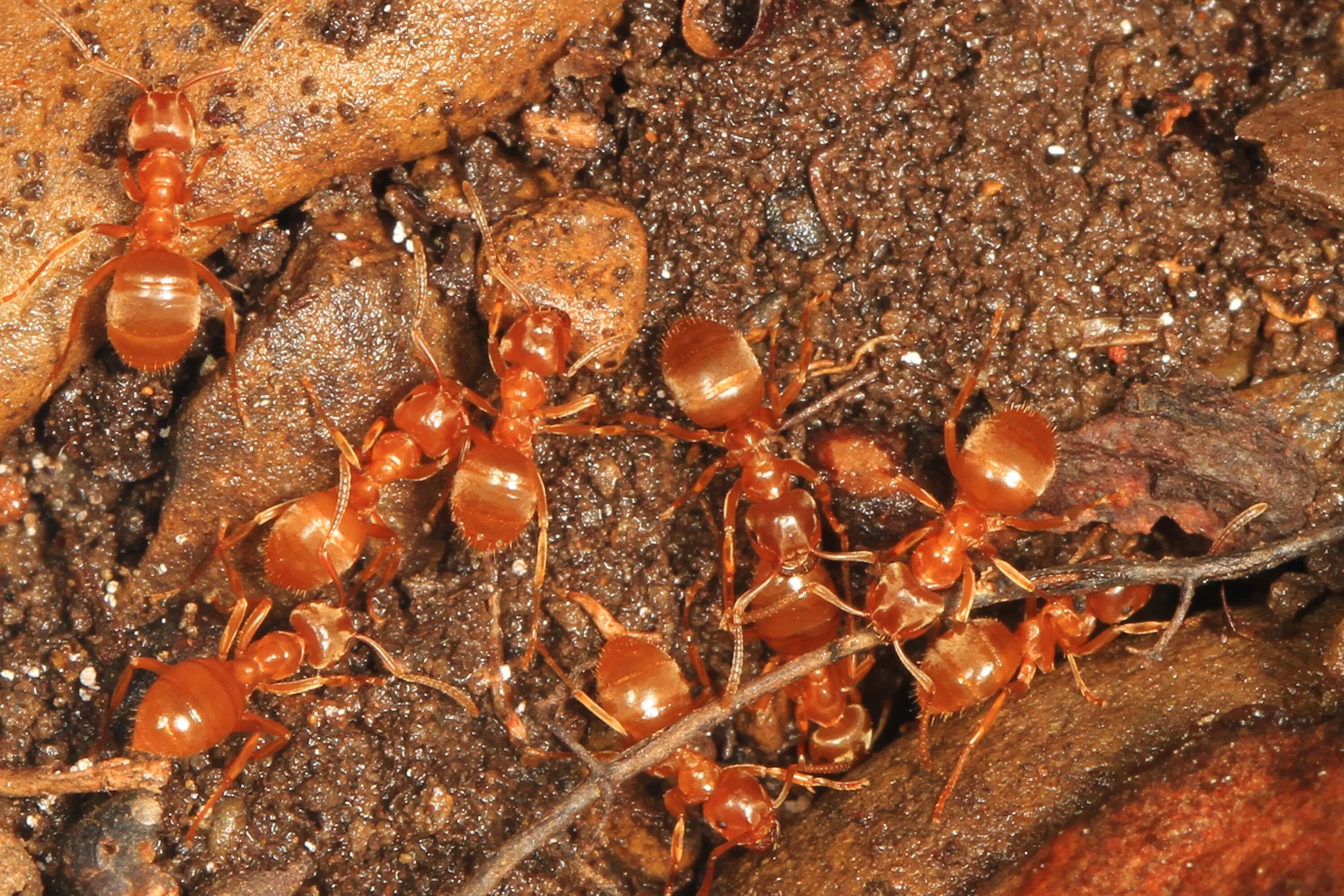 Муравьи амазонки. Orange ants. Муравьиная матка. Фараоновые муравьи муравейник. Оранжевые муравьи мелкие.