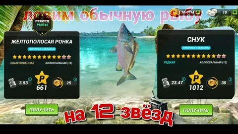 Clashing fish