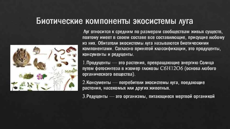 Биотический компонент экосистемы. Луг редуценты. Экосистема Луга редуценты. К биотические компоненты экосистемы относят.