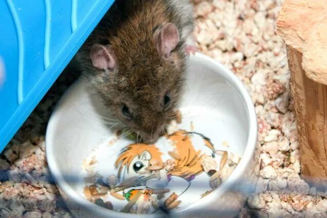 Кормил крысу. Декоративные крысы. Кормил крысу. Рацион домашних крыс. Кормил крысу.