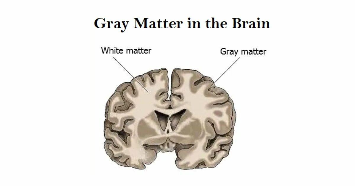 Grey matter. White matter. Gray matter Brain. Gray and White matter of the Brain matter. Серый мозг латынь