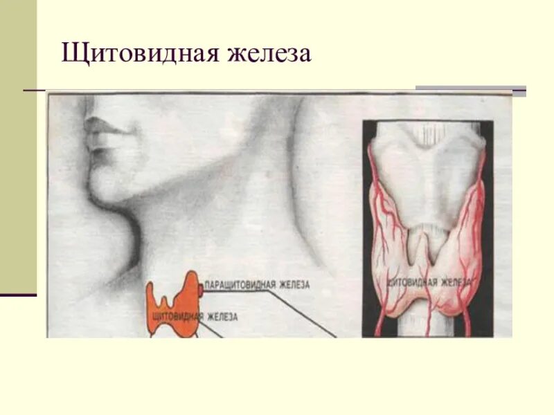 Лимфатические узлы щитовидной железы. Расположение щитовидной железы и лимфоузлов. Лимфоузлы на шее и щитовидная железа. Щитовидная железа с лимфоузлами. Лимфоузлы на щитовидке