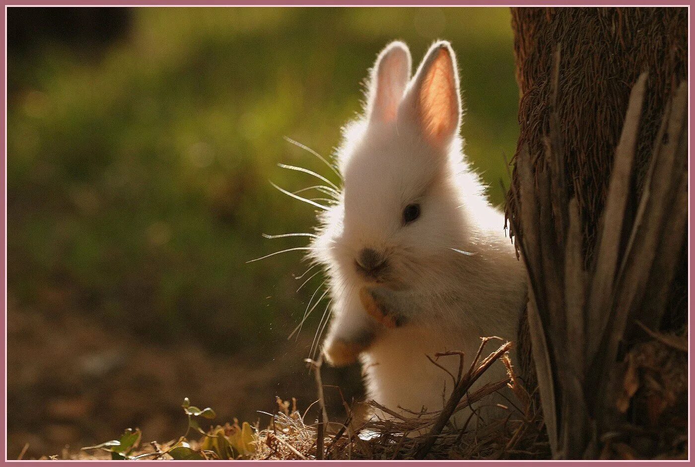 Красивый кролик. Картинки на рабочий стол кролики. Пугливый заяц. Проходит зайчика. Милые кролики.