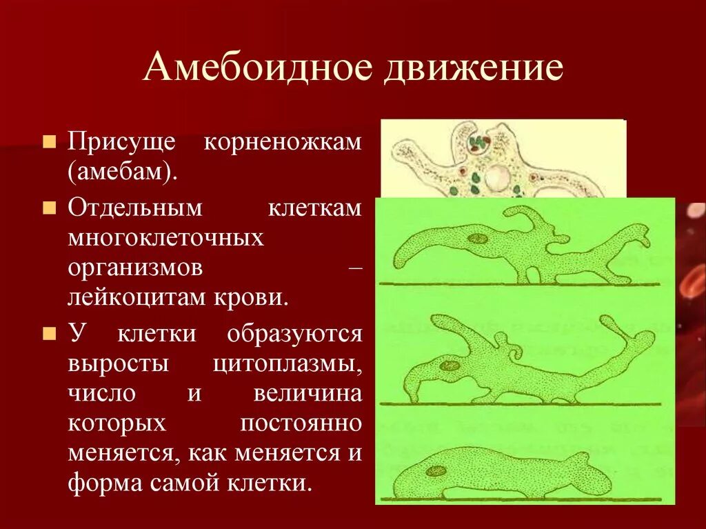 Амебоидный Тип передвижения животных. Амебоидный способ движения присущ. Способы передвижения животных. Амебоидное движение характерно. Передвижение многоклеточных