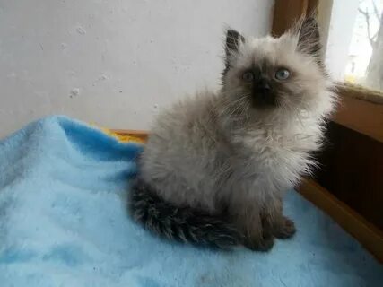 Кошки череповец
