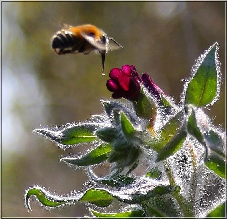 пчела из кельи восковой летит. пчела из кельи восковой летит за данью полевой троп. пчела за данью полевой летит из кельи восковой метафора. стада шумят и соловей уж пел в безмолвии ночей. пчела из кельи восковой летит.