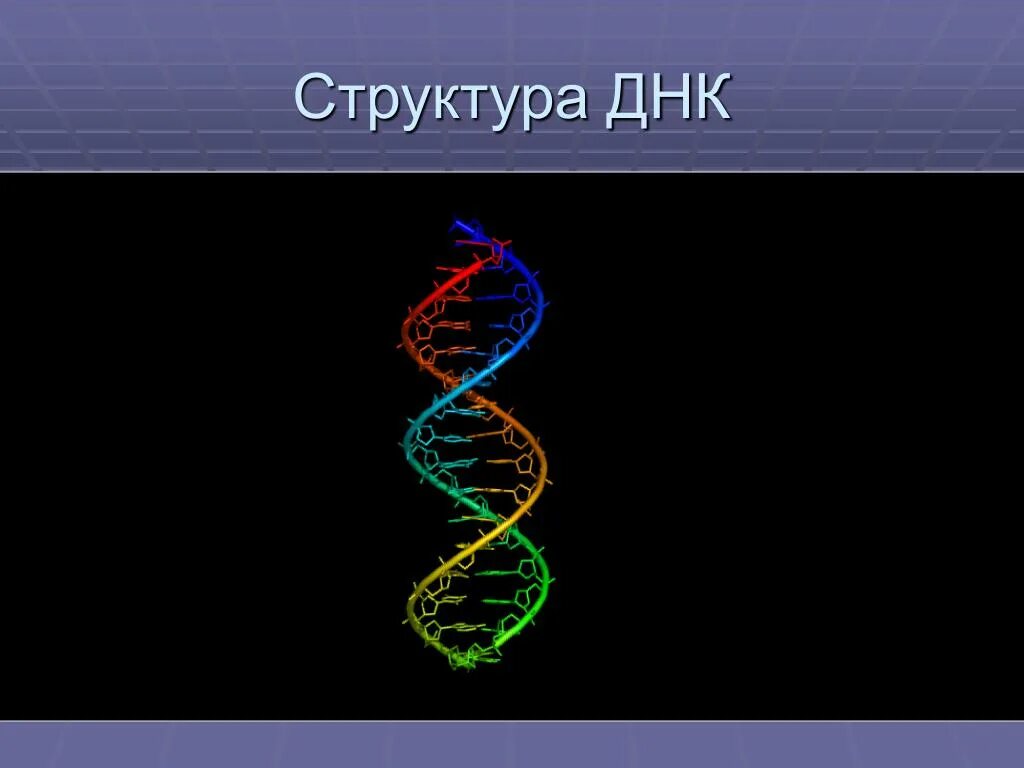 Составляющая днк. Структура ДНК. ДНК человека схема. Строение нити ДНК. Структура ДНК презентация.