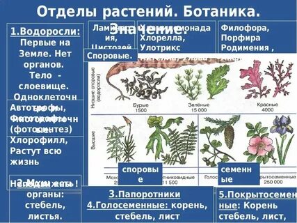 Низшие растения 7 класс биология конспект урока