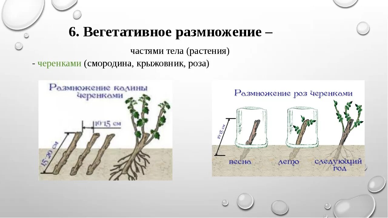 Определите способ размножения растений. Стеблевой черенок вегетативное размножение. вегетативное размножение способ размножения отводками. размножение корневым черенком. размножение стеблевыми черенками схема.