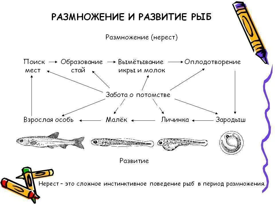Биология 7 класс размножение развитие. Размножение рыб схема. цикл развития рыбы схема. цикл развития рыб 7 класс. схема развития костных рыб.