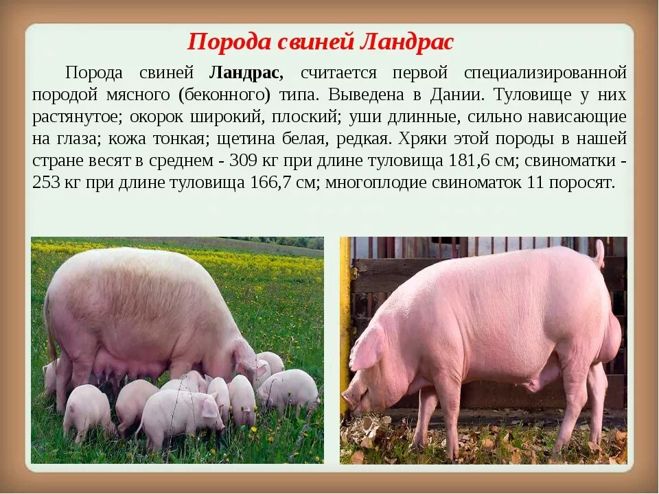 Ландрас порода свиней поросята. Мясная порода свиней ландрас. Ландрасы поросята характеристика породы. Беконная порода свиней ландрас.