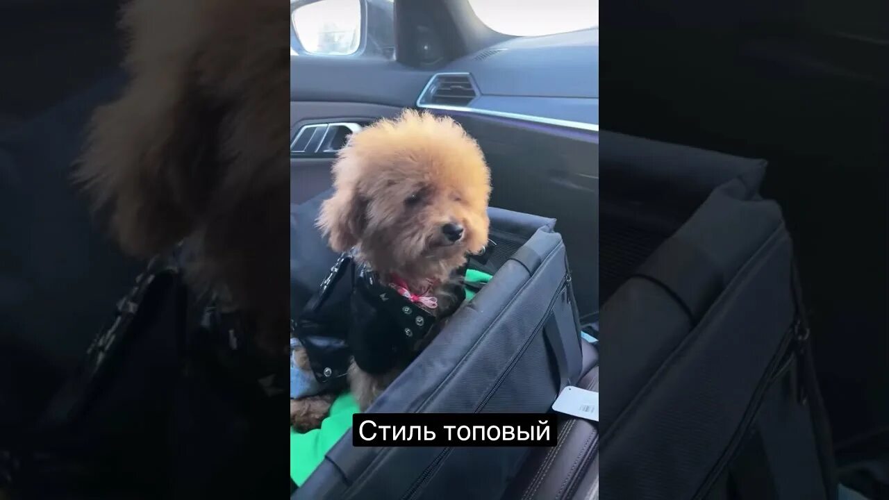 Мальтипу жидковского. Собака жидковского миша. Мальтипу миша жидковский. Собака жидковского миша. Порода собак алексея жидковского.