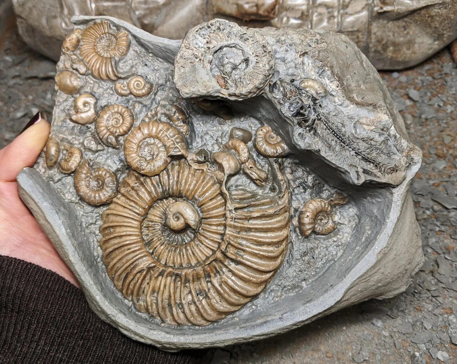 черви палеозоя окаменелости. ископаемые моллюски аммониты. фрагменты окаменелостей. фрагменты окаменелостей. брахиоподы (brachiopoda).