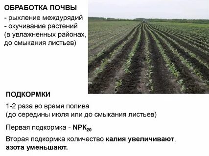 Сообщение роль рыхления для растений