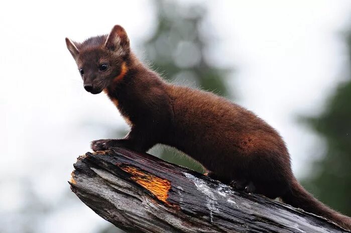 Куница 3. Лесная куница. Куница описание. Лесная куница сибирь. Шотландская лесная куница.