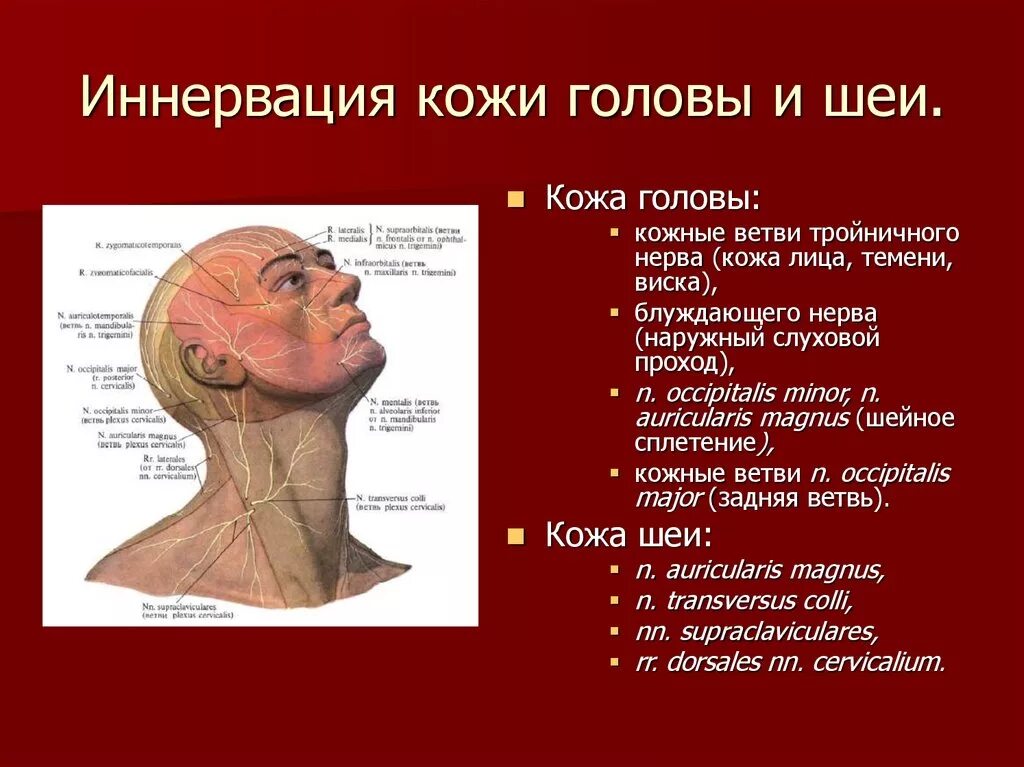 Ткани лба. Иннервация кожи головы анатомия. Источники иннервации кожи и мышц шеи. Иннервация мышц лица и головы. Иннервация кожи шеи анатомия.