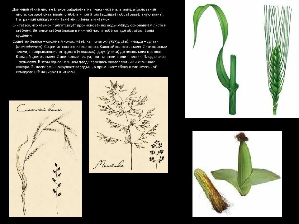Злаки растения соцветие. Семейство злаки листья. Строение растений семейства злаковых. Соцветия злаковых растений. Листья и стебель злаков.
