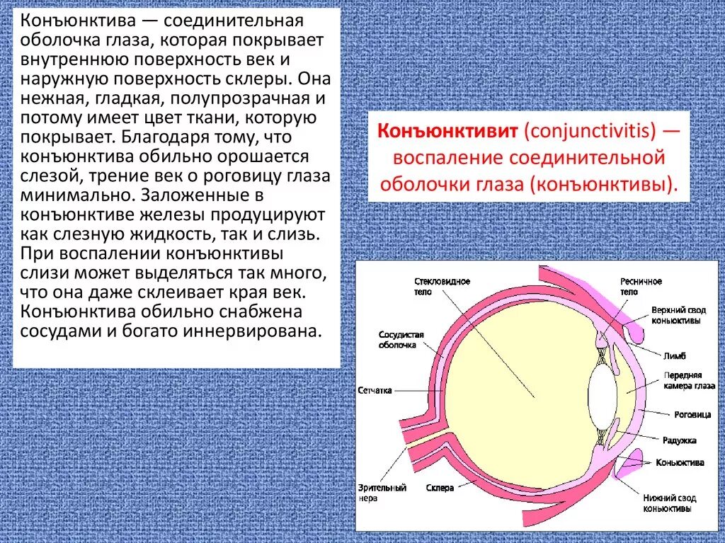 Конъюнктива глаза анатомия. Конъюнктива глазного яблока анатомия. Строение глаза конъюнктива. Соединительная оболочка глаза. Слизистая оболочка век