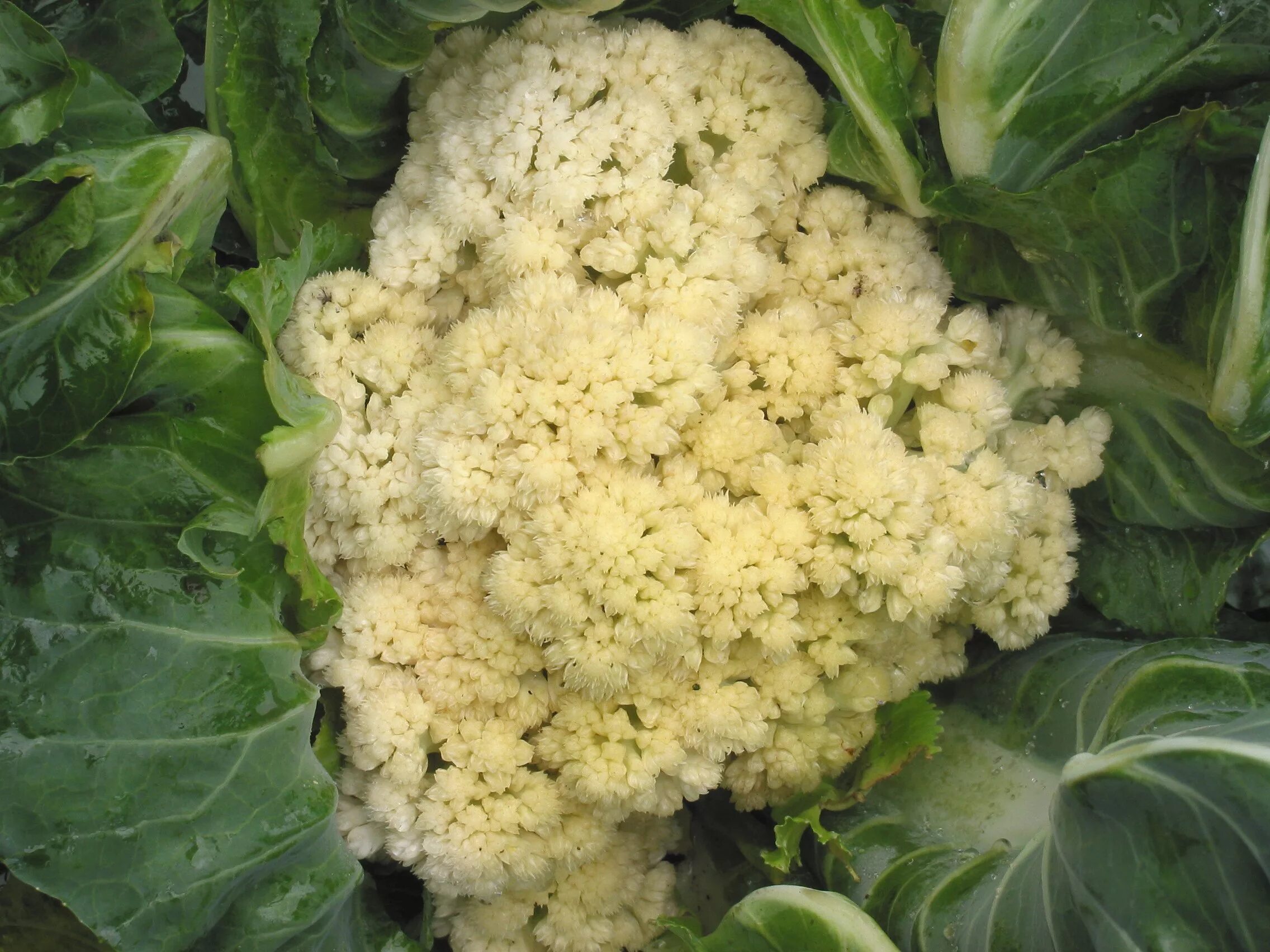 Капуста идет в цвет. Переспелая цветная капуста. цветной капусты (brassica cauliflora).. переспевшая цветная капуста. цветная капуста перезрела.