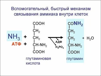 Nh4 кислота