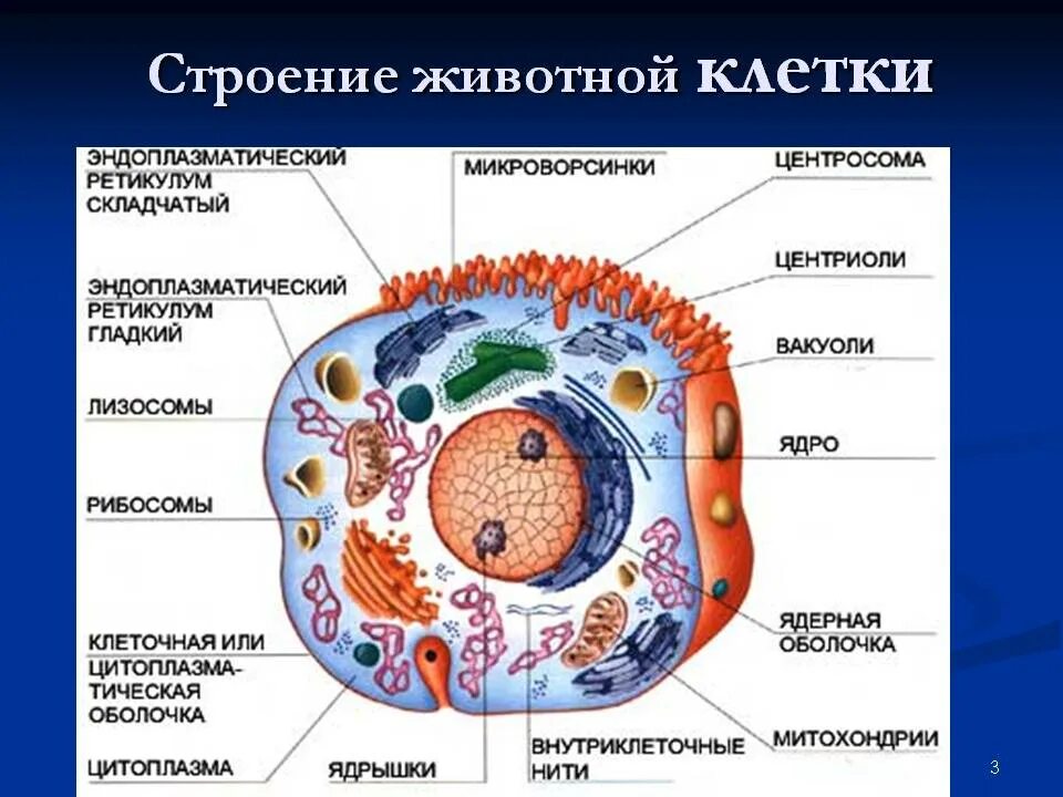 Строение 8. Строение и компоненты животной клетки. Человеческая клетка строение анатомия. Строение животной клетки 8 класс биология. Внутреннее строение клетки.