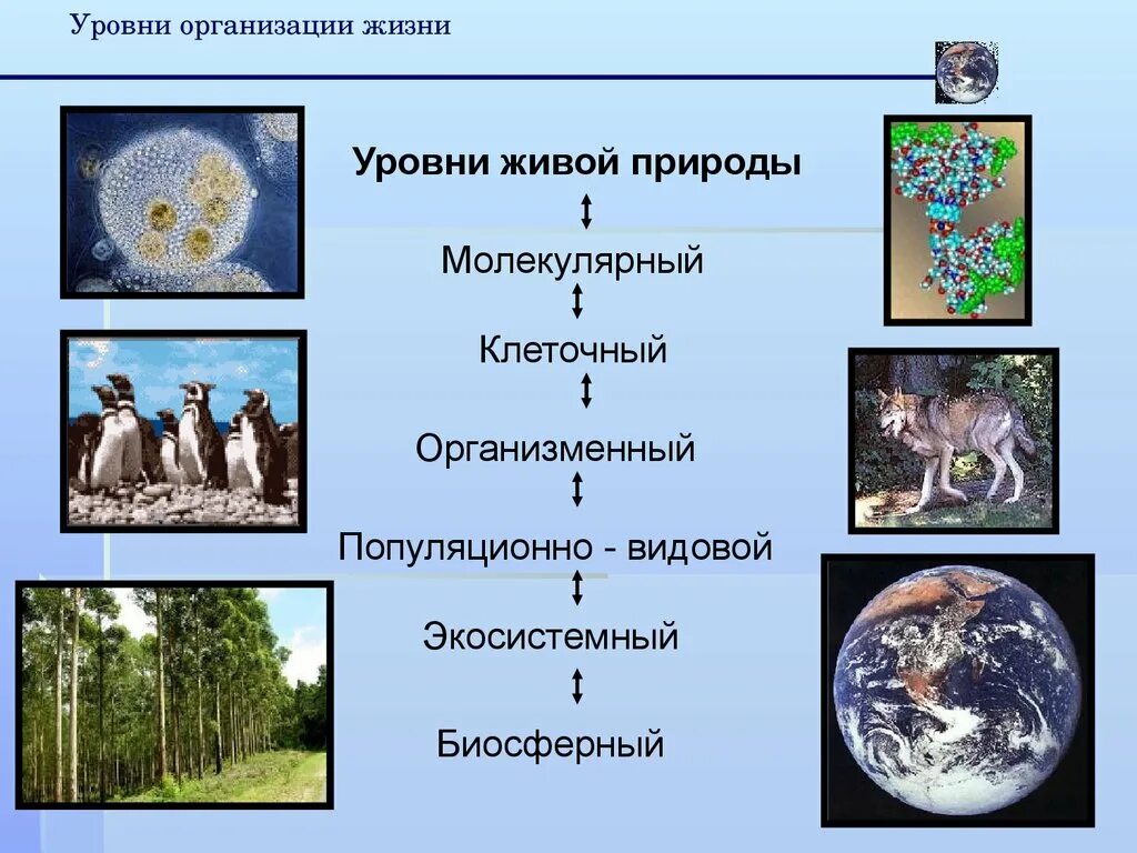 Презентации уровни организации. Биосферный уровень организации жизни. Биосферный уровень организации живого. Биосферный уровень организации живой материи. Биосферный уровень организации живых организмов.