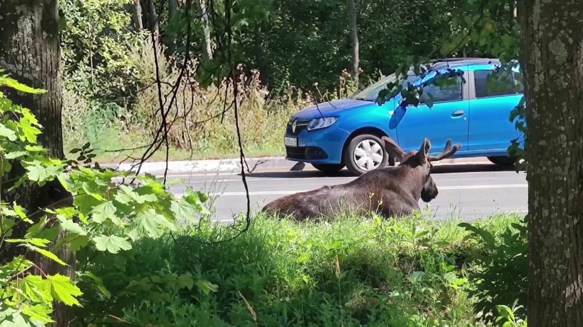 Сбил лося какой