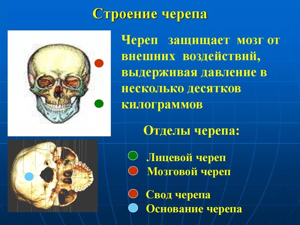 Строение черепа спереди и сбоку. Кости мозгового черепа и кости лицевого черепа. Строение черепа человека. Строение черепа отделы.