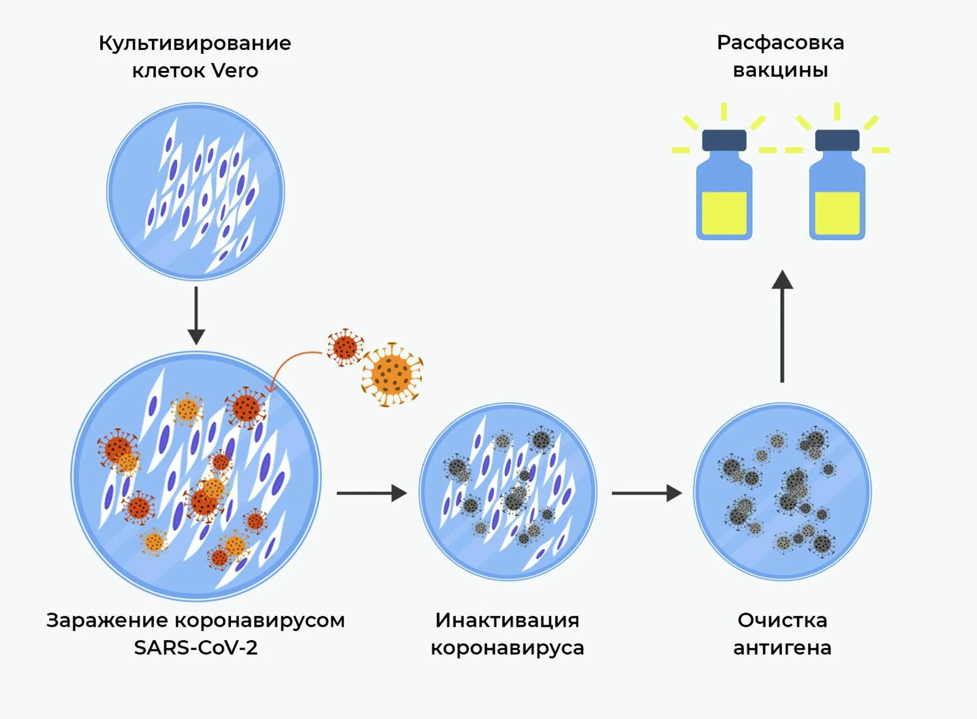 Схема действия вакцины. Коронавирус вакцины ковивак. Принцип работы вакцины. Механизм работы вакцины.