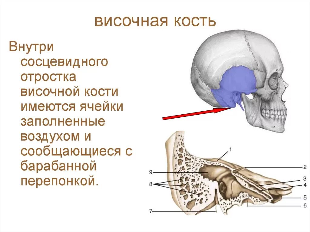 Утолщение слизистой сосцевидного отростка