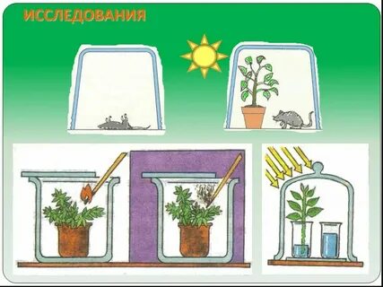 Биология 9 сынып 3 зертханалық жұмыс
