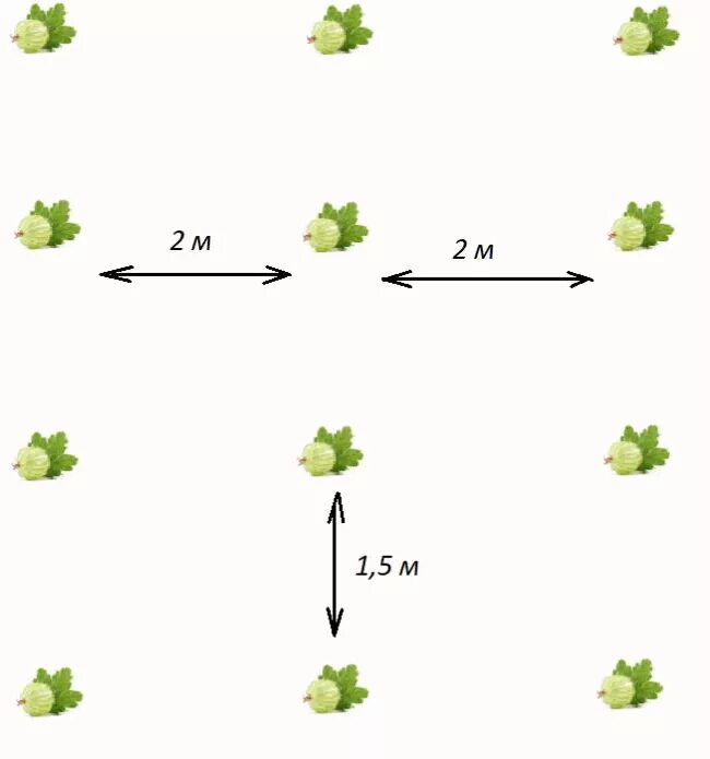 На каком расстоянии можно сажать кустарники. Схема посадки смородины. Схема посадки крыжовника. Крыжовник схема посадки кустов. Схема посадки кустарника крыжовника.