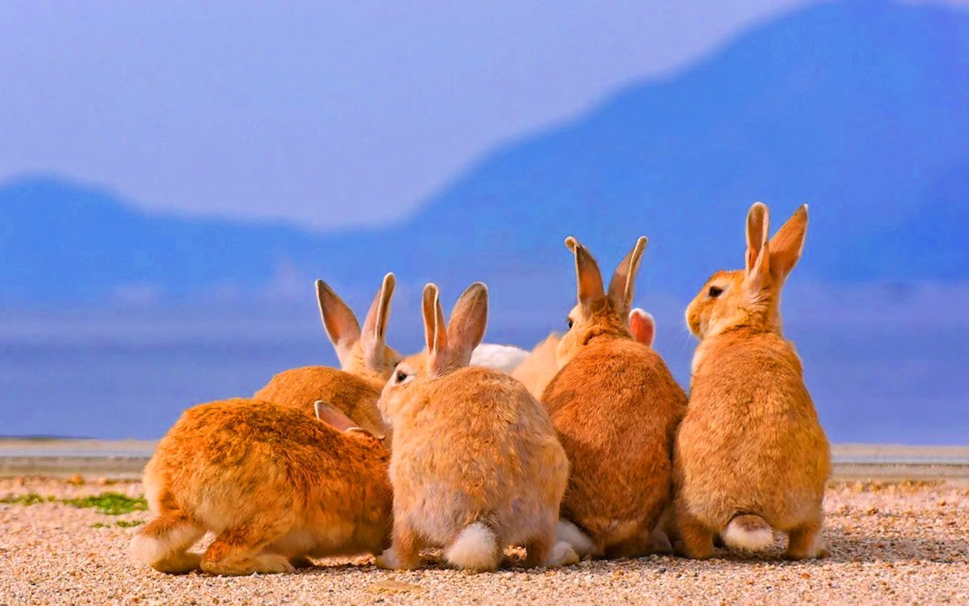 Много зайки. Остров Окуносима Япония. Остров кроликов Окуносима. Остров кроликов в Японии. Кролик Испания кроличий остров.
