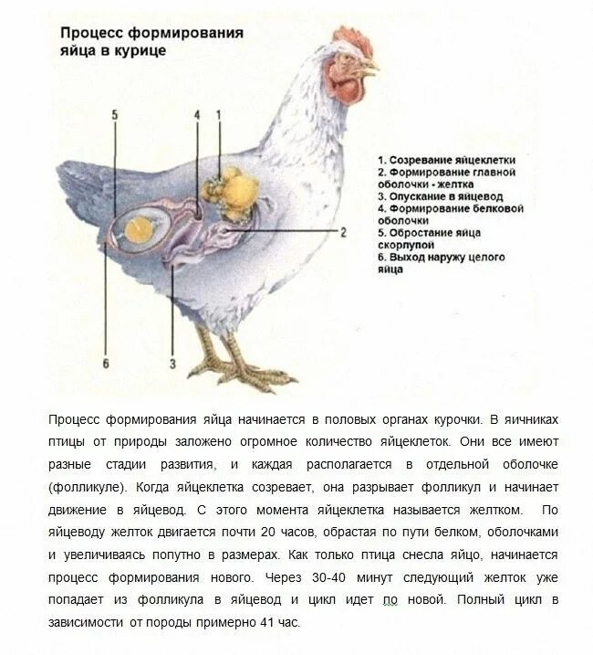 Сколько яиц можно под курицу. Курица. сколько яиц несет курица. процесс формирования яйца в курице. как несется курица.