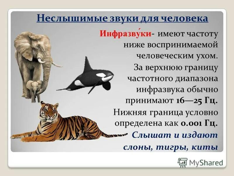 Человек издает звуки животных