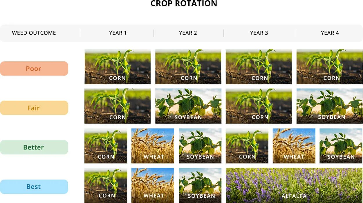 Crop rotation. Crop примеры. crop перевод. . crop rotation and following.