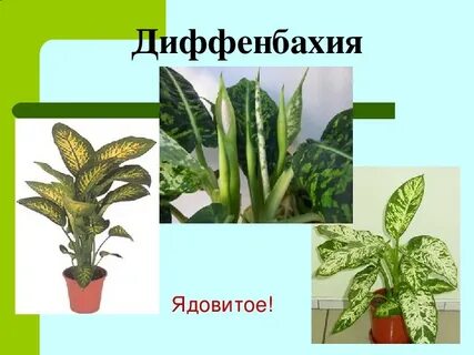 Диффенбахия ядовитая