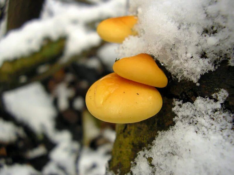 зимние грибы. зимние опята в подмосковье. грибы зимой в лесу. фламмулина бархатистоножковая. фламмулина бархатистоножковая.