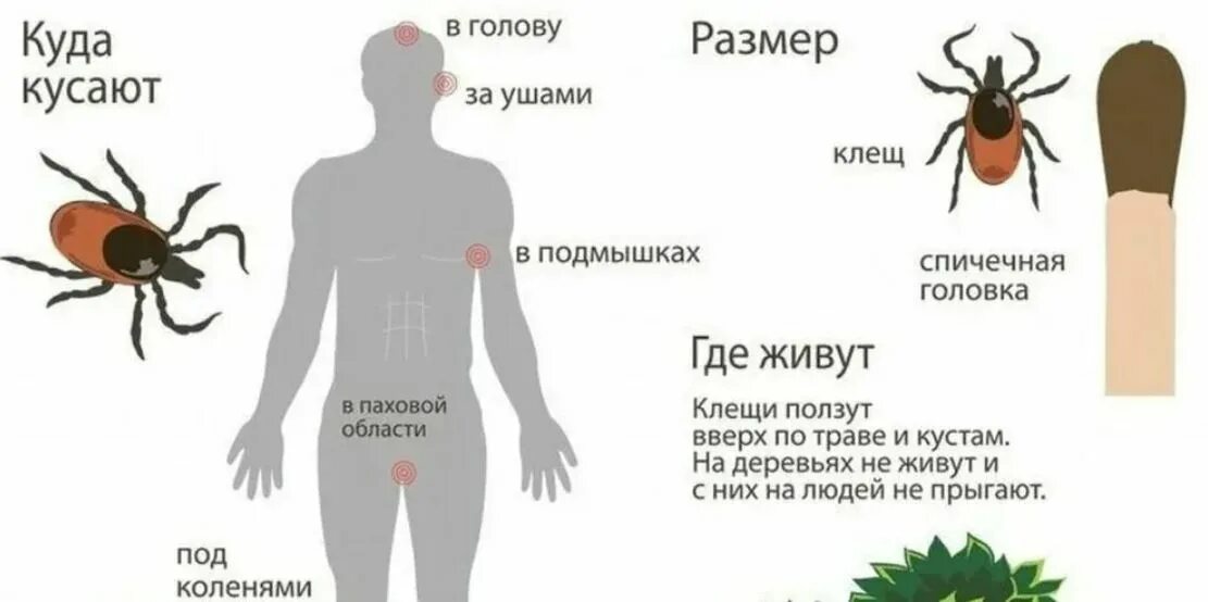 Когда вылезают клещи. Клещевой энцефалит Таежный клещ. Как выглядит укус клеща.