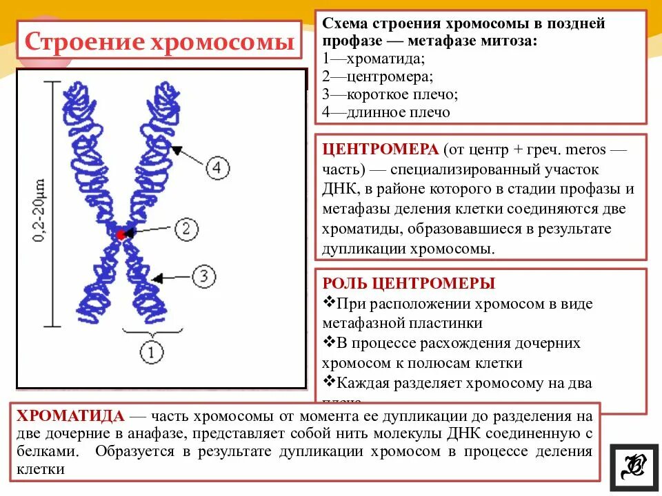 Строение органоидов хромосомы. Хромосомный набор клетки функции. Схема метафазной хромосомы и типы хромосом.