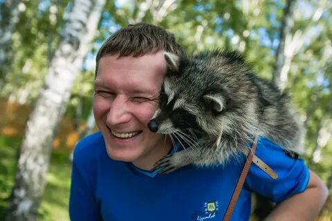 Профессионал енот