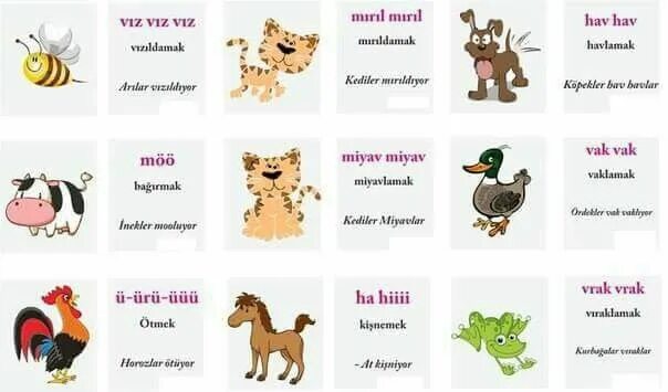 Выражения на турецком языке. Животные на турецком языке. Лев на турецком языке. Названия животных на турецком языке. Животные на турецком языке с переводом.