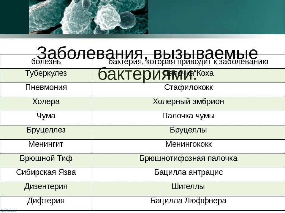 Болезни вызываемые бактериями таблица. Заболевания вызванные бактериями. Какие болезни вызывают бактерии. Заболевания вызванные Бактрии.