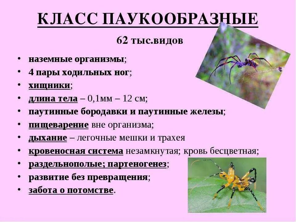 Основные признаки класса паукообразные. Характеристика по биологии 7 класс паукообразные. краткая общая характеристика класса паукообразных. биология 7 класс членистоногие паукообразные. класс паукообразные общая характеристика 8 класс биология.