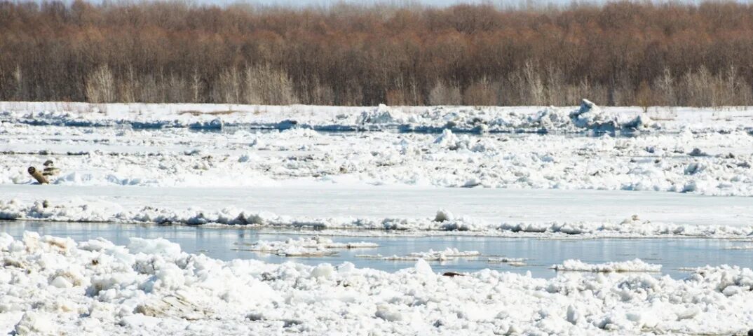 Где сейчас идет река. Ледоход на Оби в Томской области 2021. Ледоход черная речка Томск. Ледоход на Оби в Салехарде 2021. Голова ледохода на Томи.