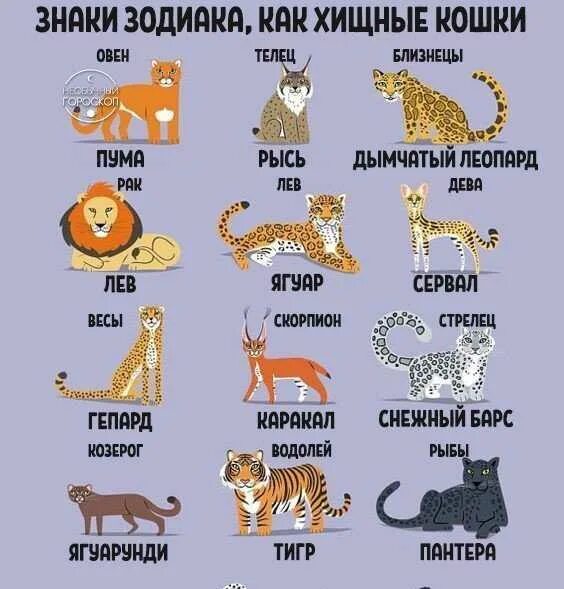 Животные по знаку зодиака. Знаки зодиака животные. Дикие кошки по знаку зодиака. Животные АО знаку задидиаку.