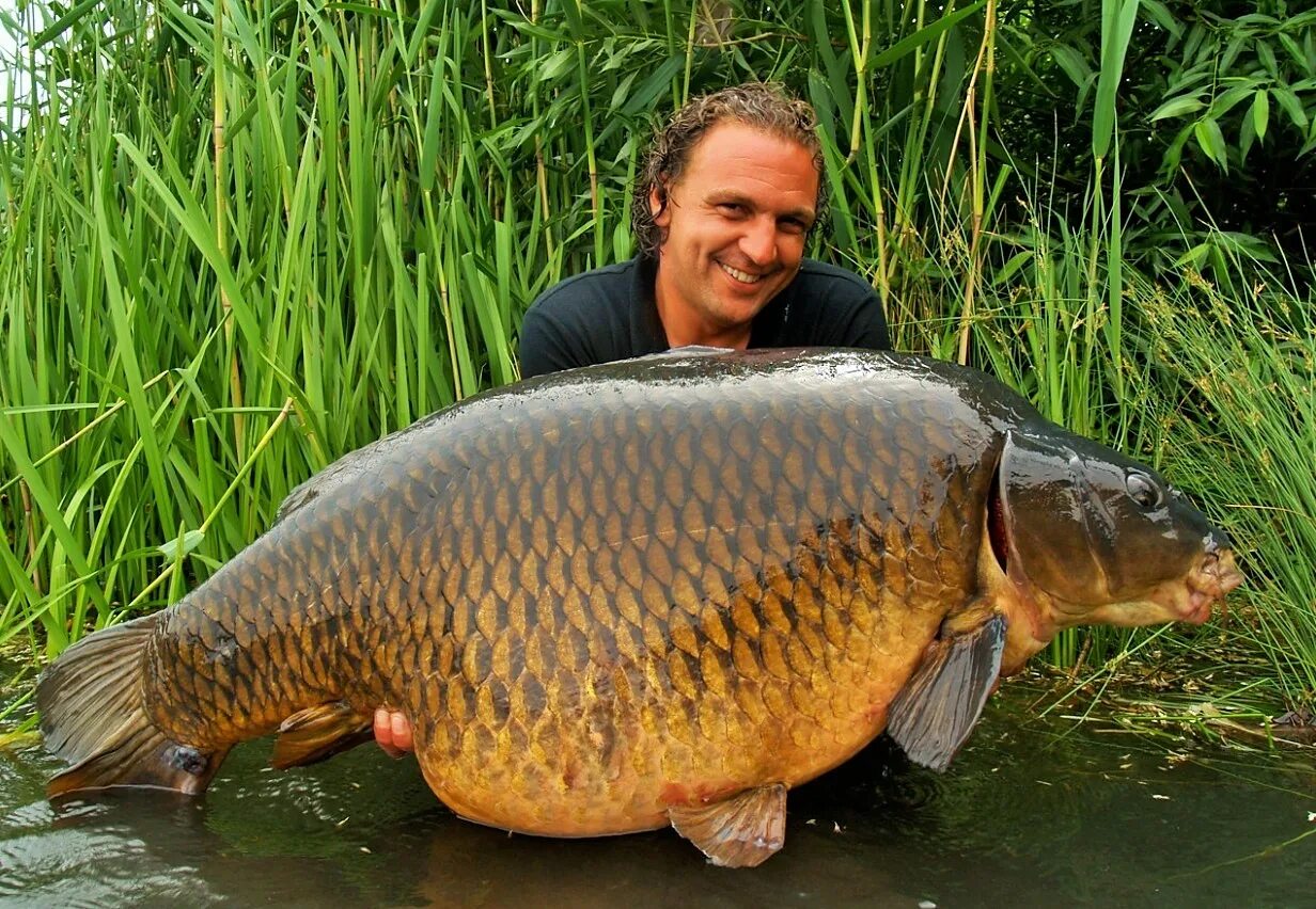 сазан (= карп обыкновенный) – cyprinus carpio. карп (cyprinus carpio). какая карп. рыба карп. какая карп.