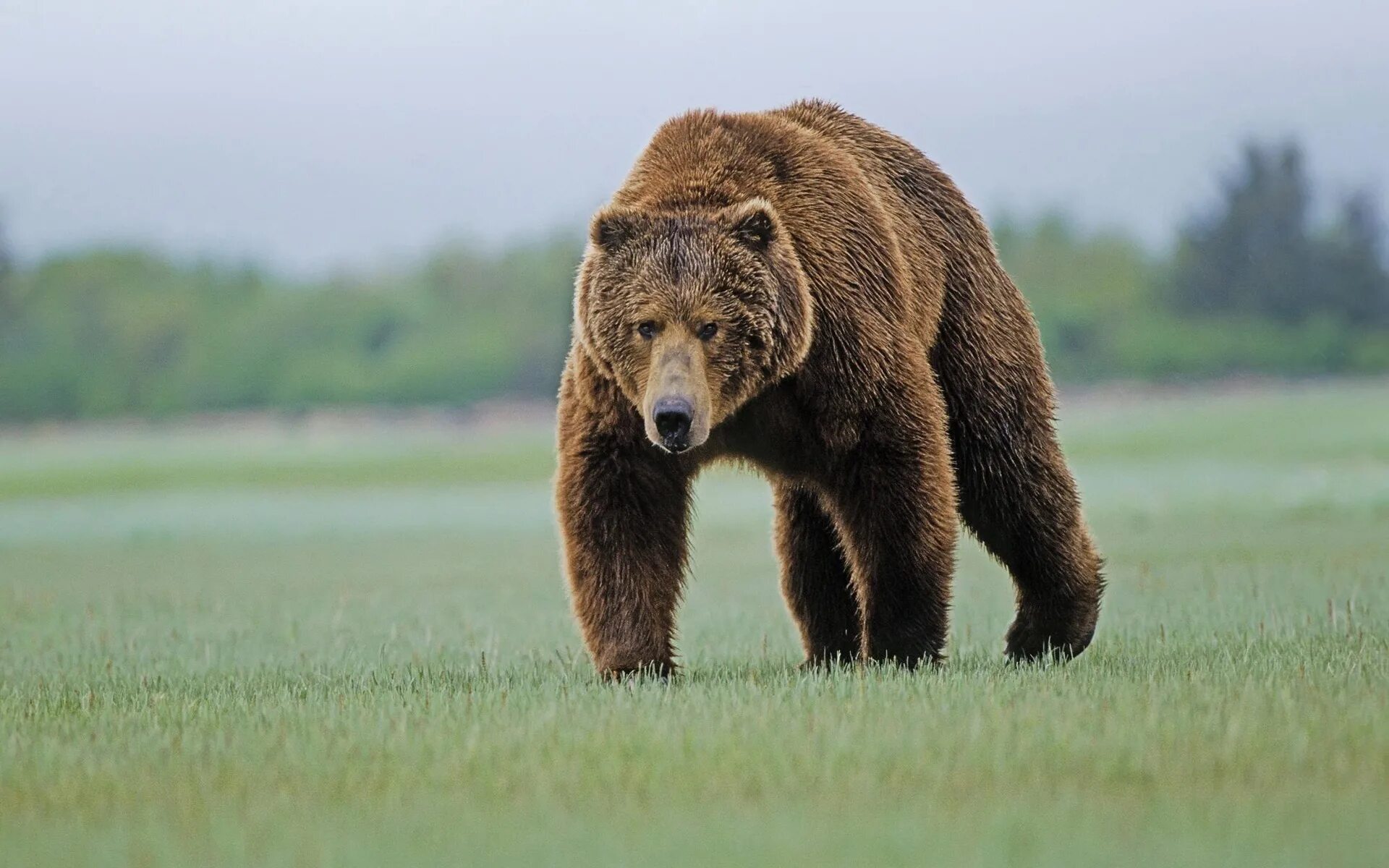 Тянь-шаньский бурый медведь. Тяньшанский бурый медведь в Казахстане. Тяншянский бурий медведь. Апеннинский бурый медведь.