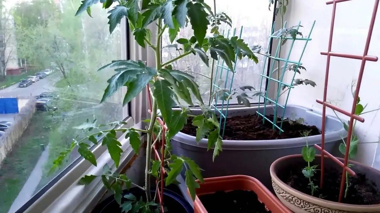 Вытянутая рассада помидор. Рассада помидор на балконе. Выращивание томатов на балконе. Подставка для помидор на балконе. Рассада томатов на застекленной лоджии апрель.